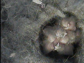 Jesus College Nestbox Great Tit  eggs have hatched's image