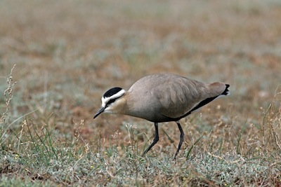 Financial costs of “saving” globally threatened species and safeguarding important sites for biodiversity: Are current needs being met? - Collaborative Fund for Conservation Seminar Series 1, 27 Sep 2012's image