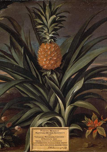 Power, Promise, Politics: The Pineapple from Columbus to Del Monte's image