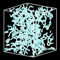 Anisotropic pressure and acceleration spectra in uniform shear flow's image